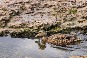 The mallard on the rock. Duck by the water, natural environment background. Anas platyrhynchos, female bird.