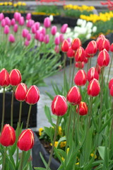 雨の日の公園のチューリップ