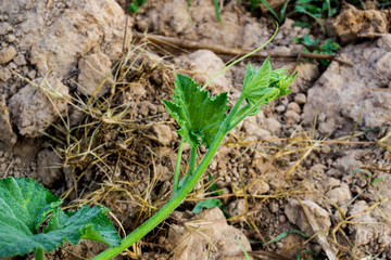 Organic Pumpkin Planting, Pumpkin Leaves.