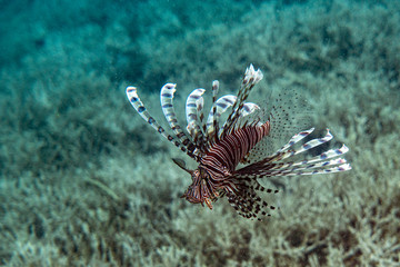 Unterwasseraufnahmen: Fische, Korallen