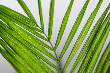 close up green leaves palm