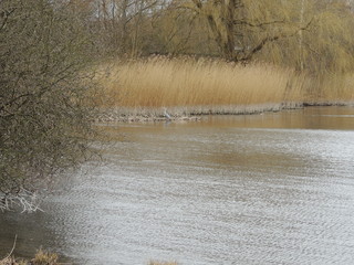 Graureiher am Plöner See