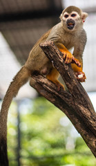 Obraz premium monkey