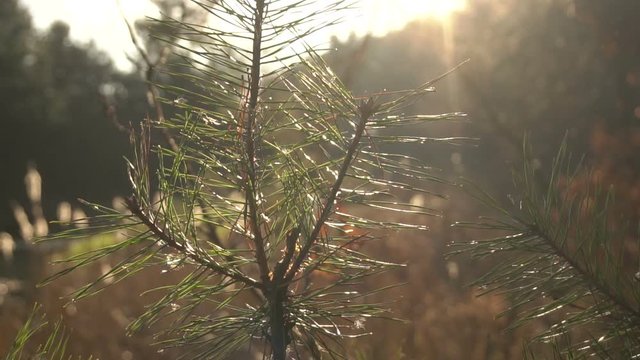 pine branch in sunlight in forest