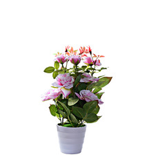 Naklejka na ściany i meble decorative flowering plant