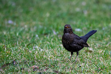 close up of a common blackbird (Turdus merula)