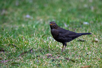 close up of a common blackbird (Turdus merula)