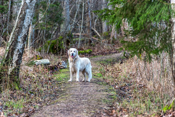 Golden Retriever on a Hiking Trail in a Forest