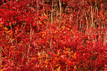 Naklejka premium 잎사귀