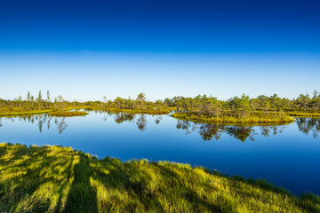 Sunset in the bog, golden marsh, lakes and nature environment. Sundown evening light in summer