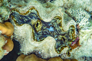 Unterwasseraufnahmen: Clam, Muschel