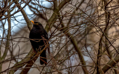 Blackbird in a Bare Tree in Winter