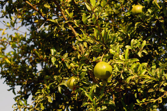 Pomegranate and lone green unripe pomegranate. Green leaves.