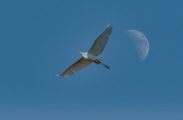 Egret Flying in a Clear Blue Sky with Moon