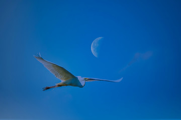 Egret Flying in a Clear Blue Sky with Moon