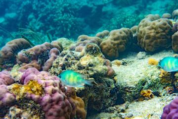 Obraz na płótnie Canvas Unterwasseraufnahmen: Fische, Korallen