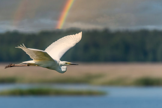 Egret Flying in Wetlands in Latvia with a Rainbow