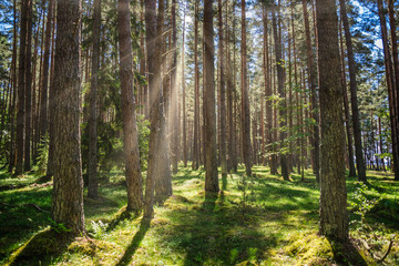 Sun Beams in a Pristine Forest in Latvia