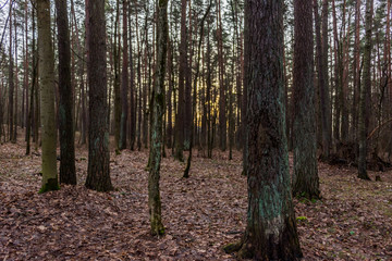 Obraz premium Forest in Winter with Leaves on the Forest Floor