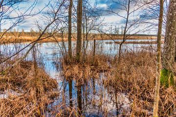 Forest in Winter in Wetlands in Latvia