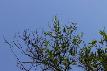 Beautiful tree on blue sky background