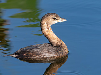 Pied-billed Grebe