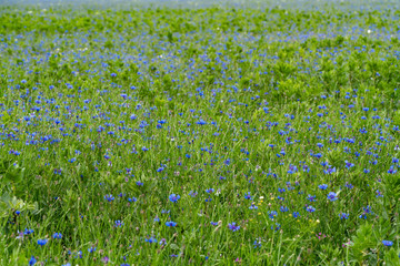 Cornflower  bloom. Blue blooming blossom. Bachelors button flower field in natural environment. Centaurea cyanus.
