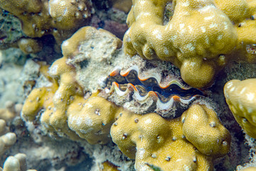 Underwater Marine Life: Fish, Clams, Corals, Divers