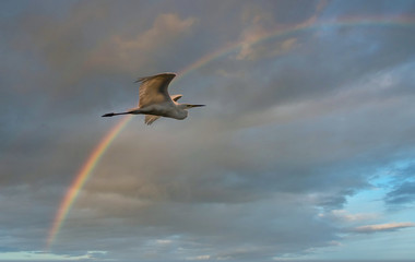 Egret Flying in Wetlands in Latvia with a Rainbow