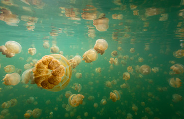 jellyfish in water