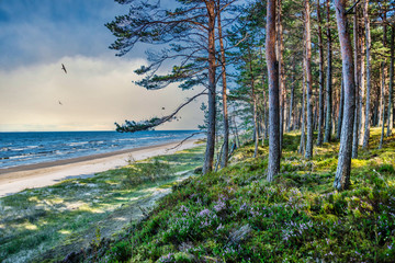 Baltic Sea Coast with Forest and Beach