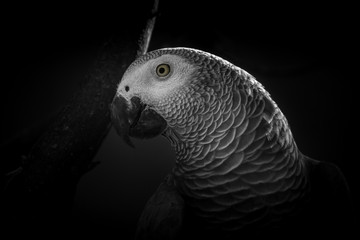 Obraz premium Simple elegance 