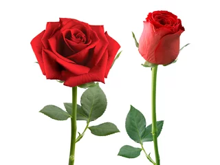 Fotobehang rode roos geïsoleerd op witte achtergrond © Retouch man