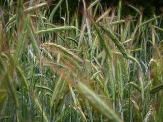 ears of wheat close-up