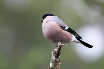 Eurasian bullfinch female