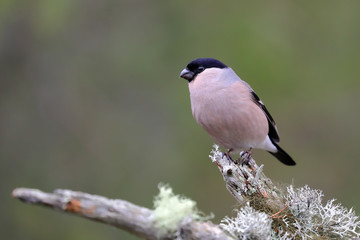 Eurasian bullfinch female