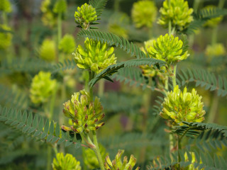 summer meadow with blooming flowers close-up