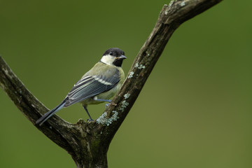 Great tit sitting on a branch