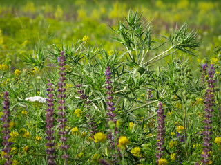 summer meadow with blooming flowers close-up