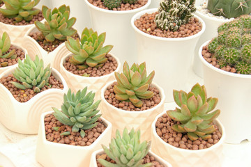 Cute succulent plants in tiny pots, a popular houseplant for home gardening, Spring theme decoration and creating a relaxing gender neutral living space