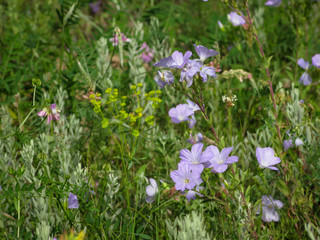 summer meadow with blooming flowers close-up