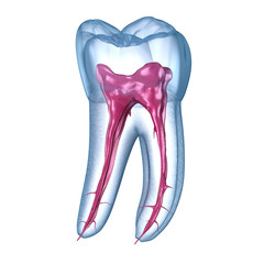 Dental root anatomy - First mandibular molar tooth. Medically accurate dental 3D illustration