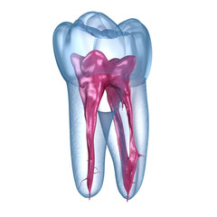 Dental root anatomy - First mandibular molar tooth. Medically accurate dental 3D illustration