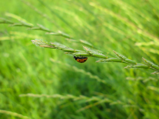 ladybug on grass close-up