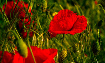 Obraz premium Red poppies at sunset in the nature