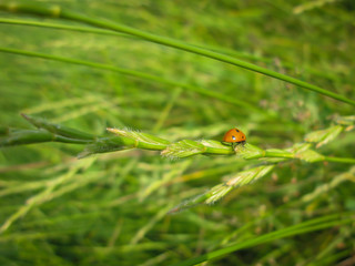 ladybug on grass close-up