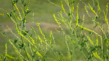summer meadow with blooming flowers close-up