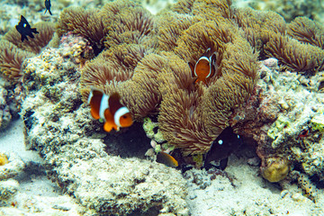 Naklejka na ściany i meble Underwater Marine Life: Fish, Clams, Corals, Divers