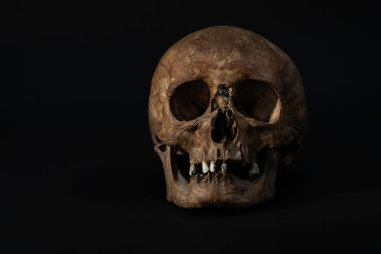 Skull Schädel Human schwarz