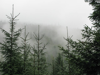 coniferous forest in the mountains in the fog, Carpathians, Ukraine